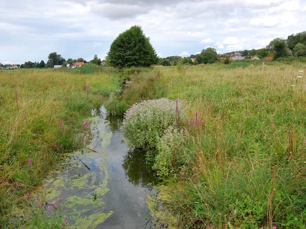 Biotope